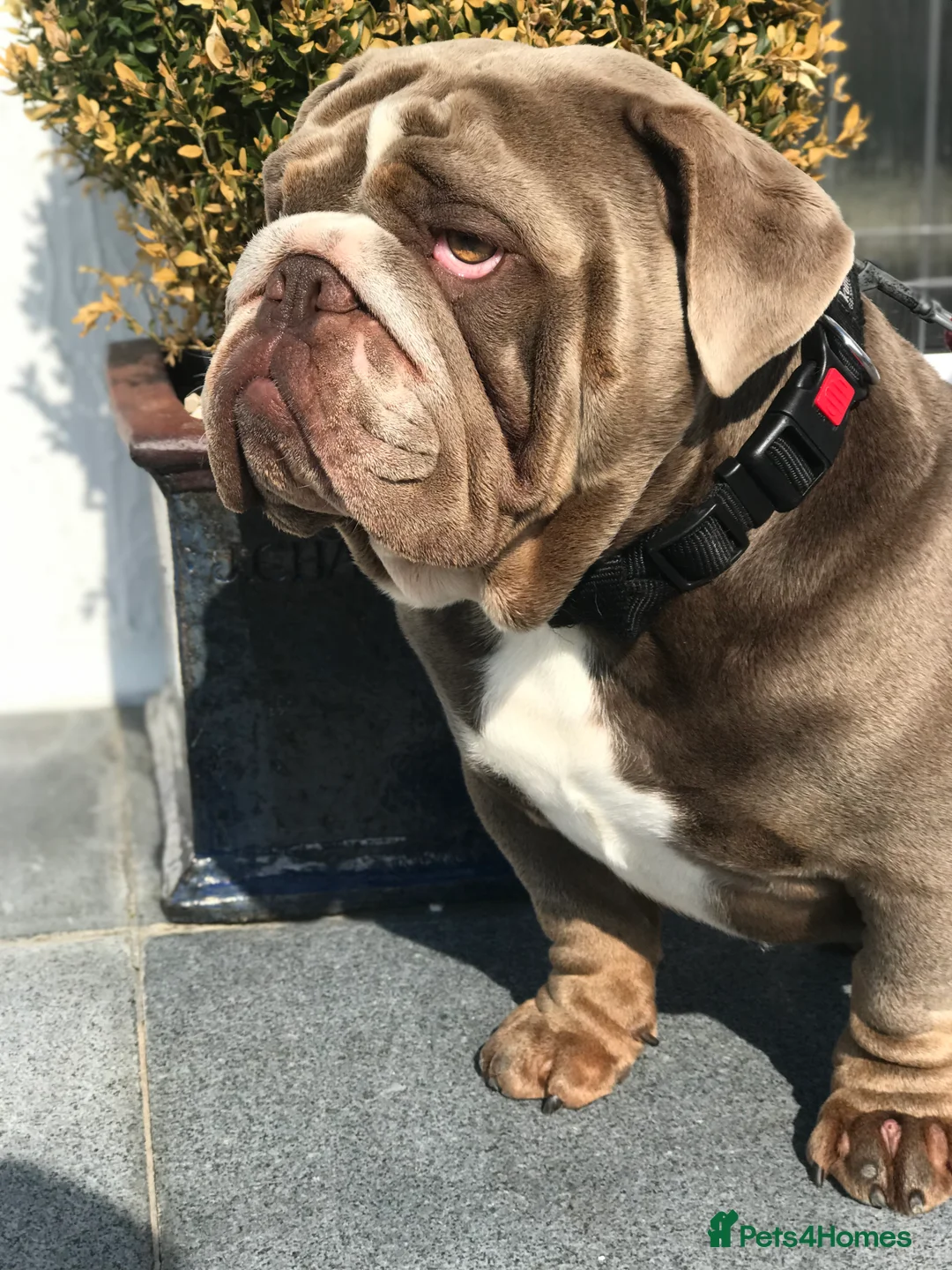 English Bulldog dogs for stud: F1 Stud dog  - Advert 11