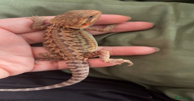 Bearded Dragon reptiles - Advert 1