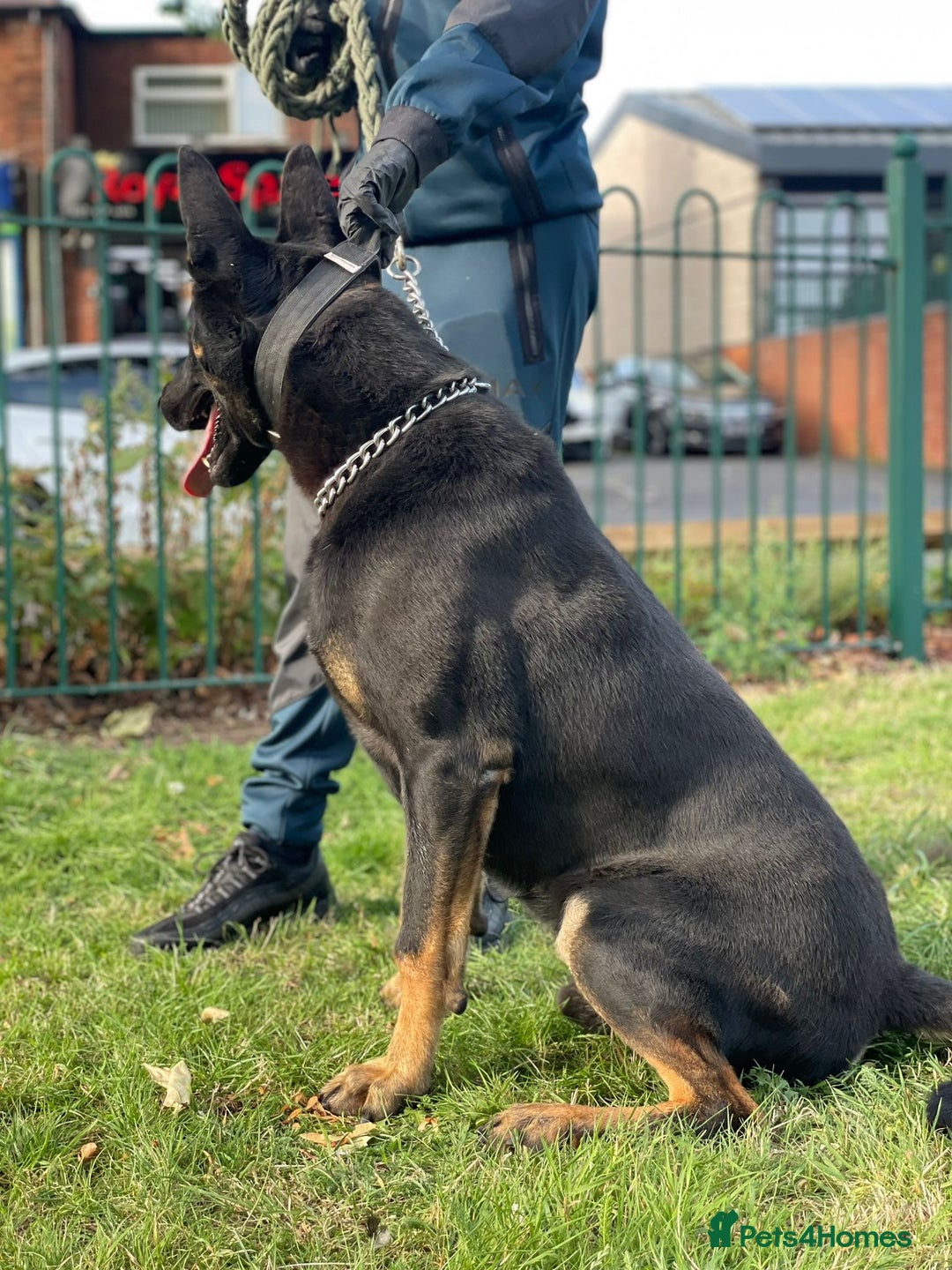 For Sale Belgian Malinois Personal Protection Personal Protection - Main Image