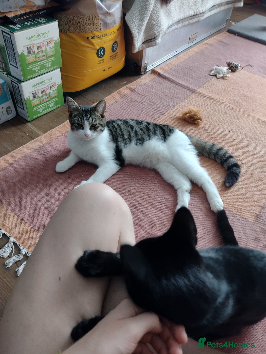Domestic Shorthair cats for adoption: Sam & Olly, super cuddly brothers  - Image 8