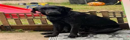 Labrador Retriever dogs for sale: Labrador Retriever  in Willenhall - Advert 4