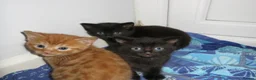 Mixed Breed cats for sale: Three well adjusted mixed breed Kittens  - Advert 10