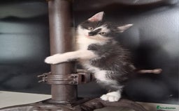 Mixed Breed cats for sale: Gorgeous Chunky Kittens  - Image 15