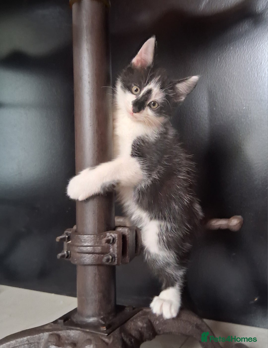 Mixed Breed cats for sale: Gorgeous Chunky Kittens  - Image 15