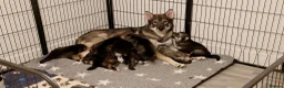 Northern Inuit dogs for sale: Last boy available from health tested parents - Advert 14