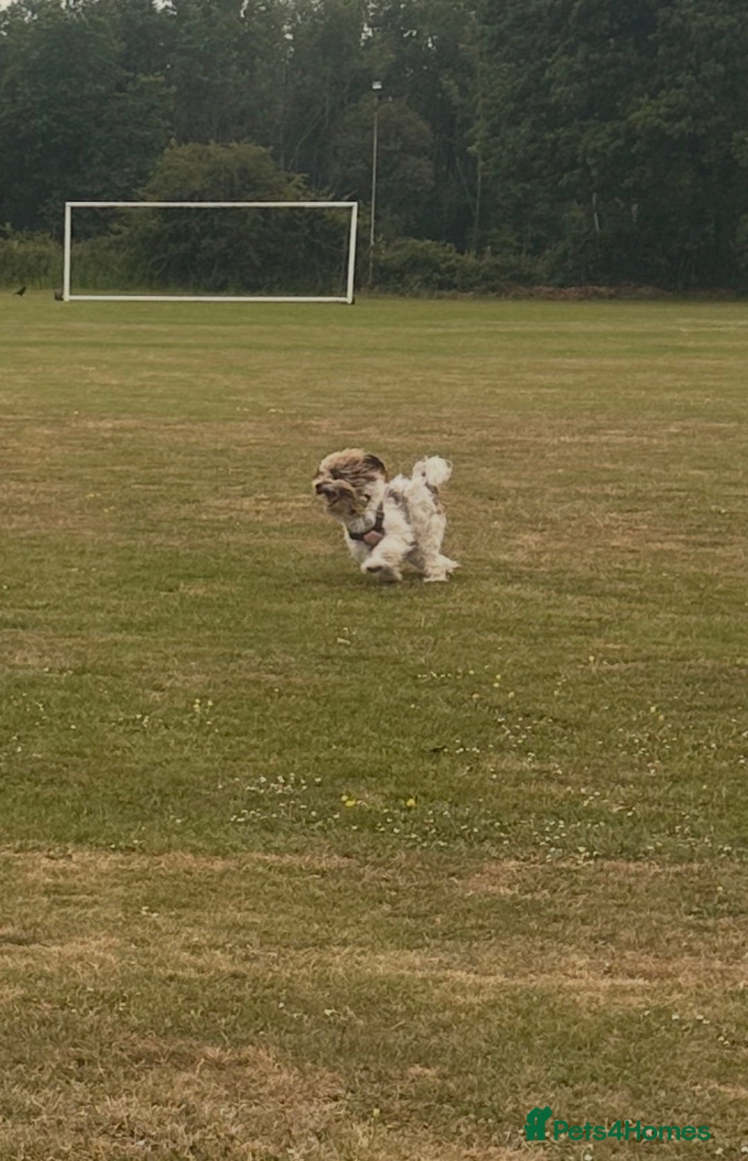 Cavapoo dogs for sale: Beautiful Rare F1b Cavapoos  - Advert 8
