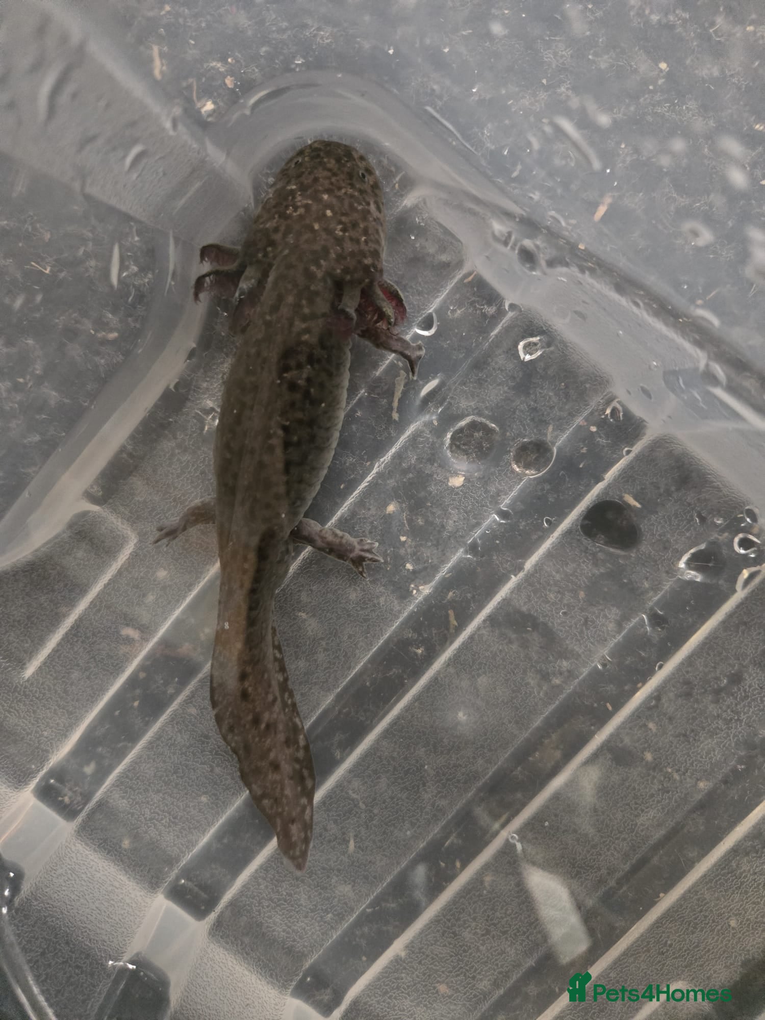 Axolotl reptiles Multiple Axolotl for Sale - Advert 13