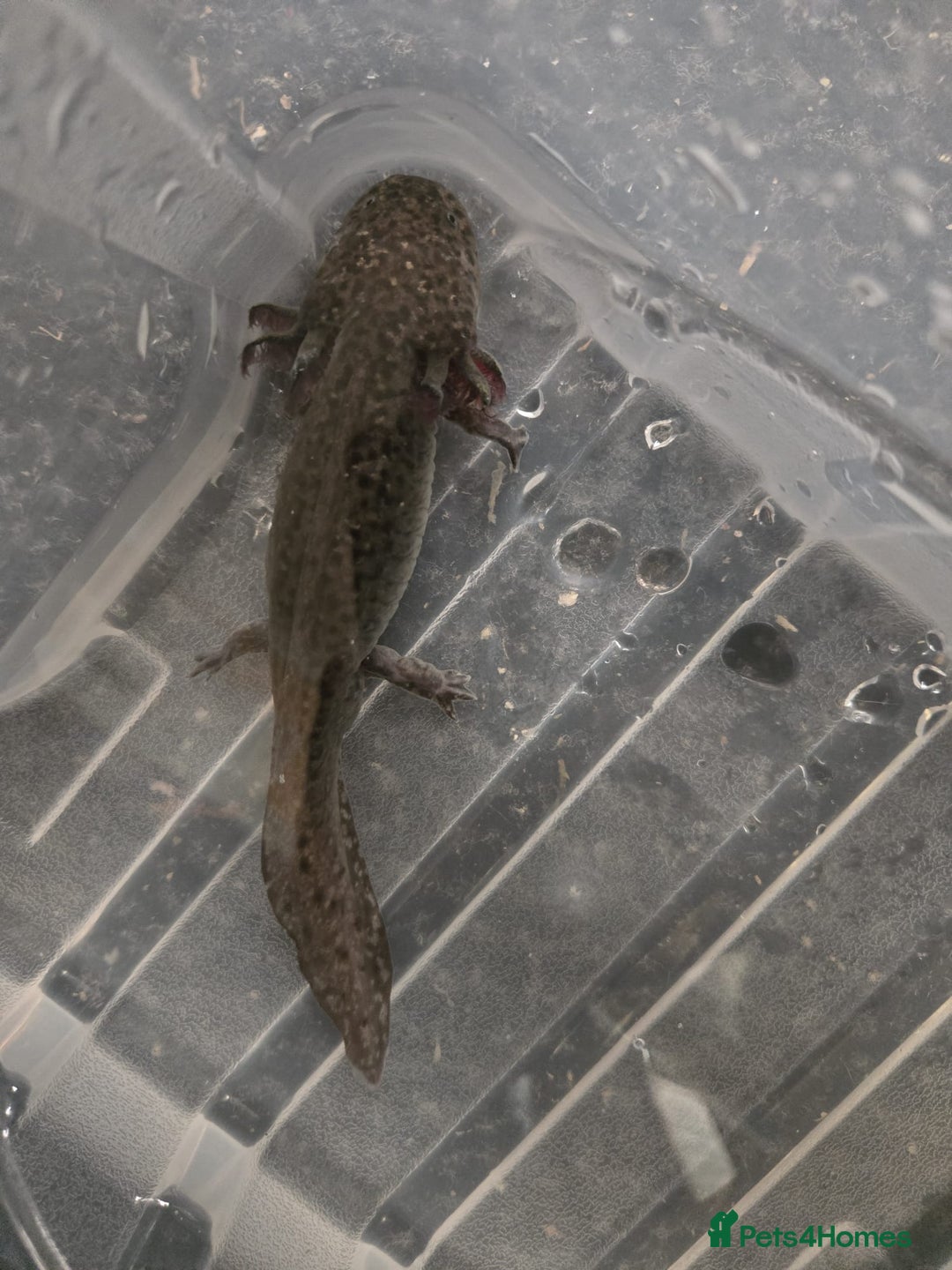 Axolotl reptiles for sale: Multiple Axolotl for Sale - Image 1