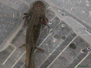 Axolotl reptiles - Advert 5