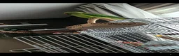 Ringnecks birds for sale: 'FRANKIE' the Indian Ring Neck - Advert 3