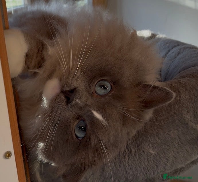 Ragdoll cats Blue mink mitted male ragdoll - Advert 3