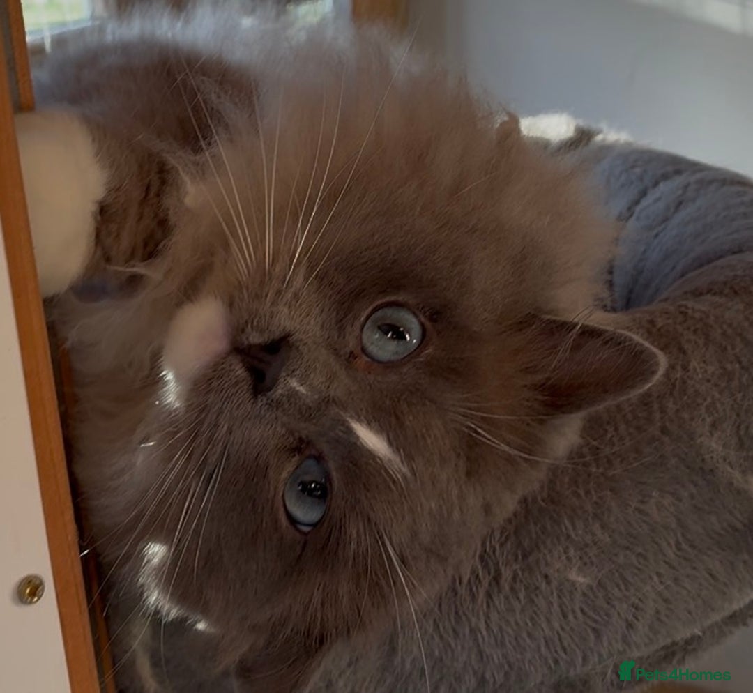 Ragdoll cats for sale: Blue mink mitted male ragdoll - Advert 1