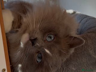 Ragdoll cats Blue mink mitted male ragdoll - Advert 3