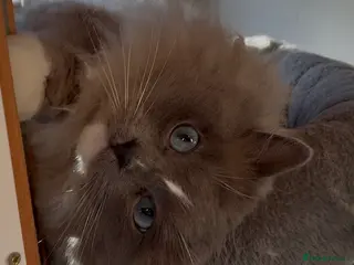 Ragdoll cats Blue mink mitted male ragdoll - Advert 2