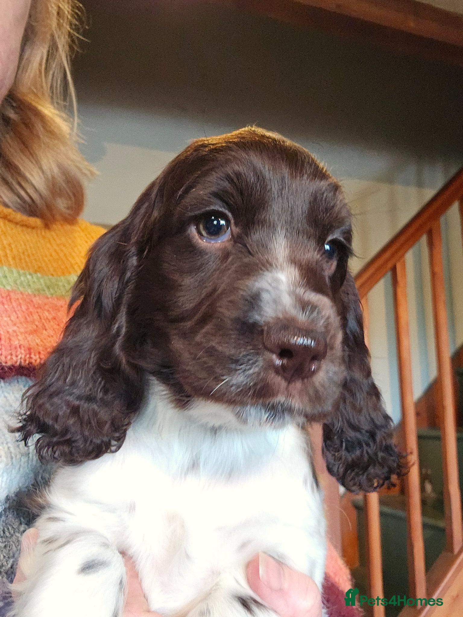 Cocker Spaniel dogs Gorgeous Cocker Spaniel puppy  - Advert 1