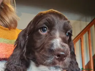 Cocker Spaniel dogs Gorgeous Cocker Spaniel puppy - Advert 1