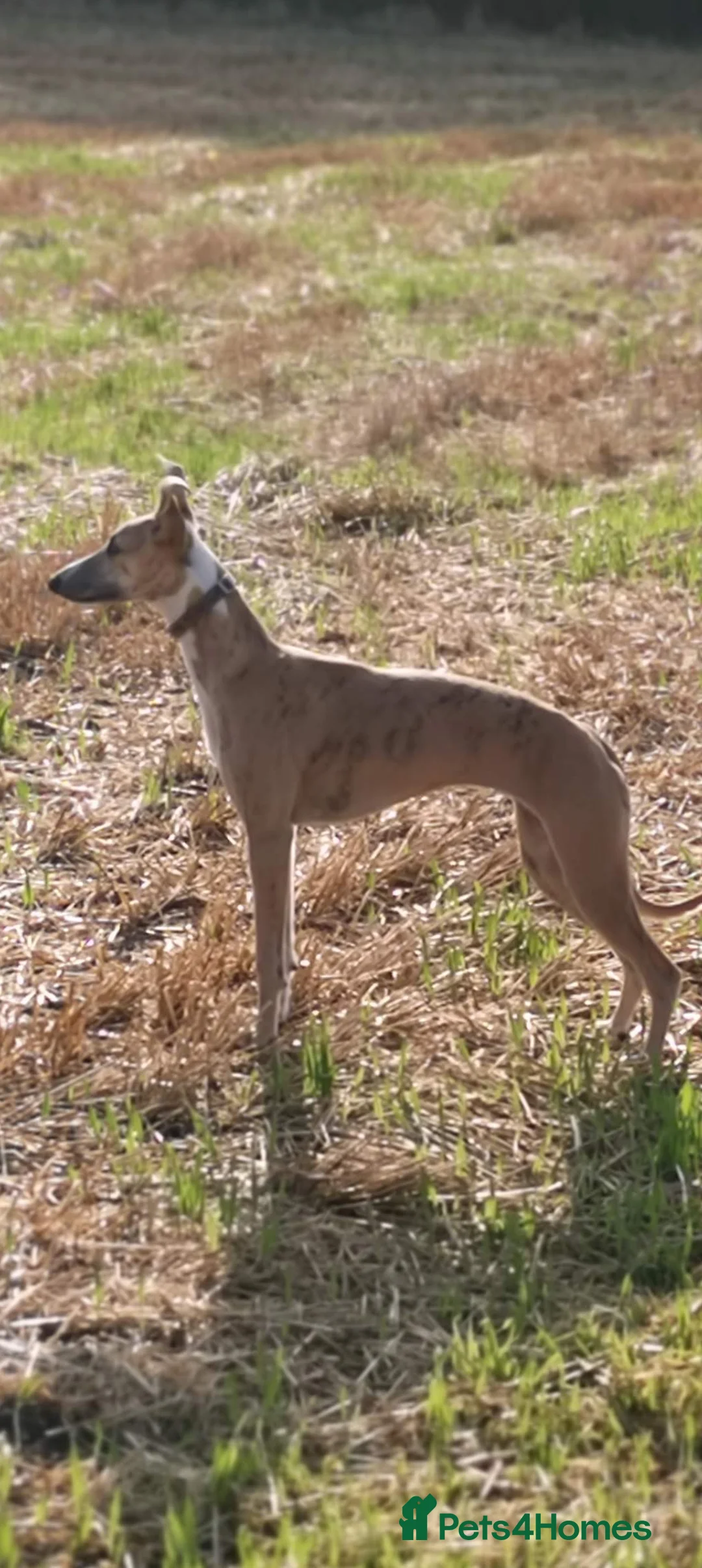Whippet dogs for sale: KC registered puppies  - Advert 10