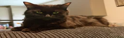 Maine Coon cats for sale: Gorgeous Maine Coon X Kittens Ready Now! 🐾 - Advert 16