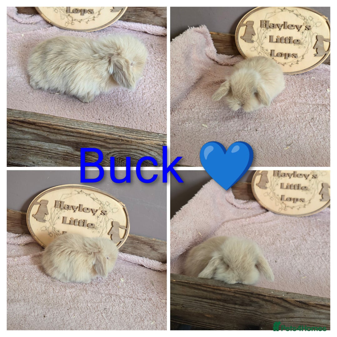 Mini Lop rabbits for sale: Gorgeous pure breed mini lops  - Advert 3