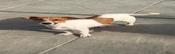 Jack Russell dogs for sale: Jack Russell Puppies - Advert 1