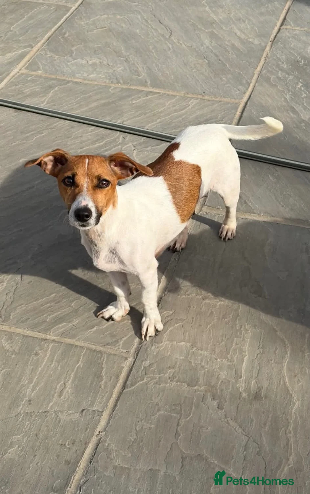 Jack Russell dogs for sale: Jack Russell Puppies - Advert 1