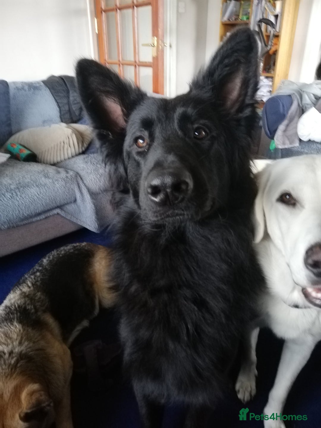 Mixed Breed dogs for sale: Stunning Black German Shepherd X litter Due 10/25 - Image 5