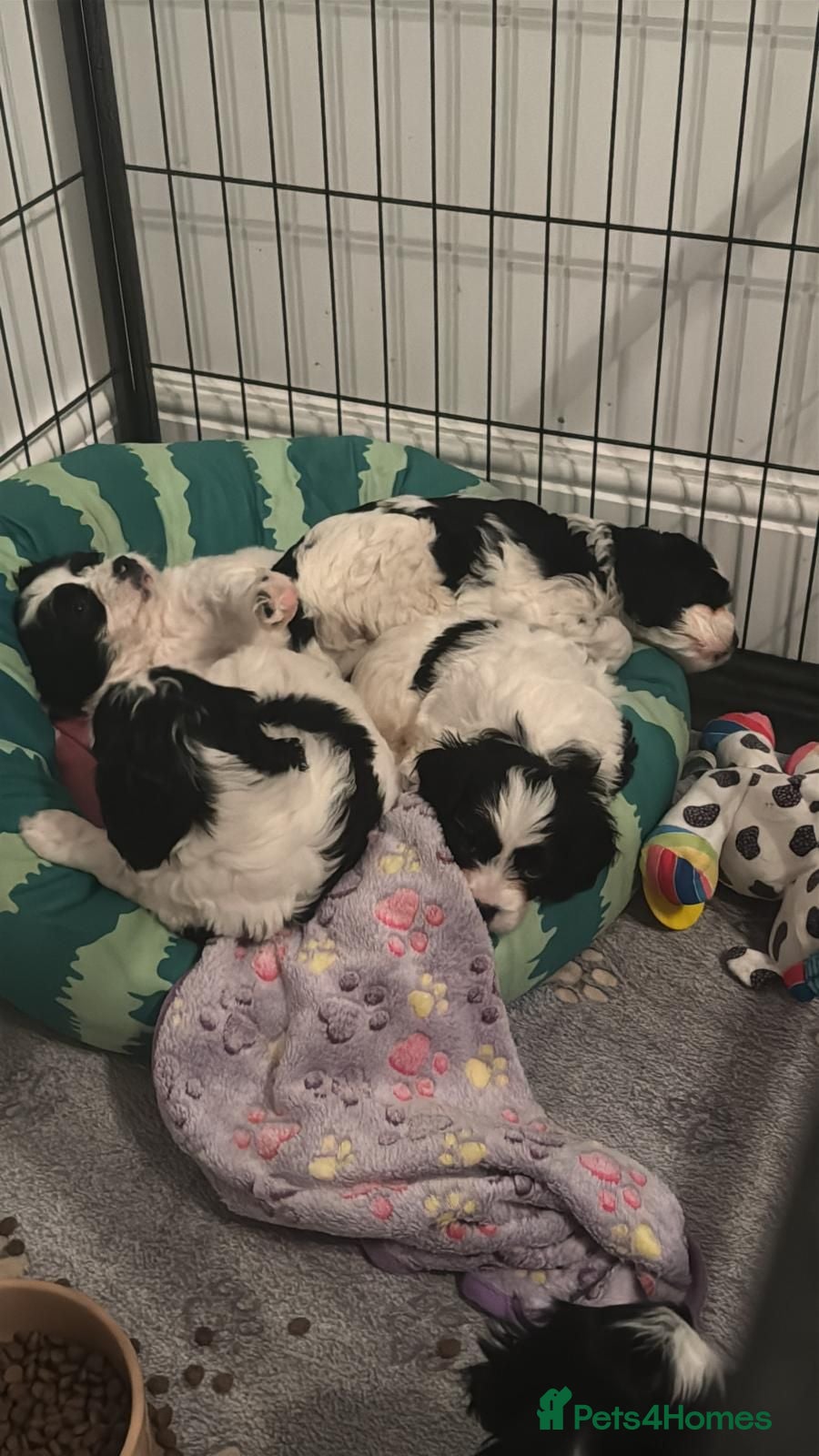Cavapoo dogs Beautifull health tested choc cavapoos  - Advert 1