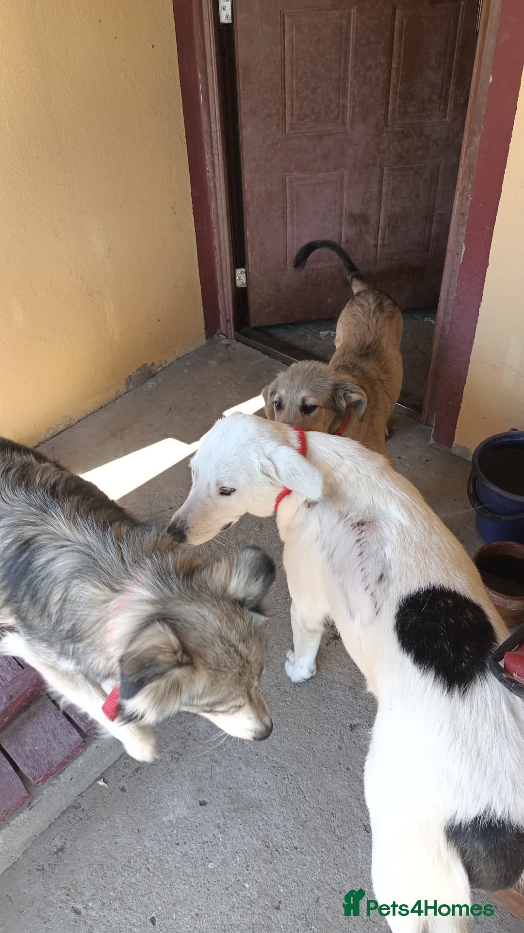 Mixed Breed dogs for adoption: 🌸MEET BIANCA - A Gentle Girl for a Loving Home - Advert 13