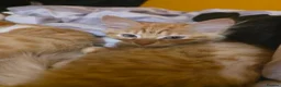 British Longhair cats for sale: 4 cute little kittins in Glasgow - Advert 4