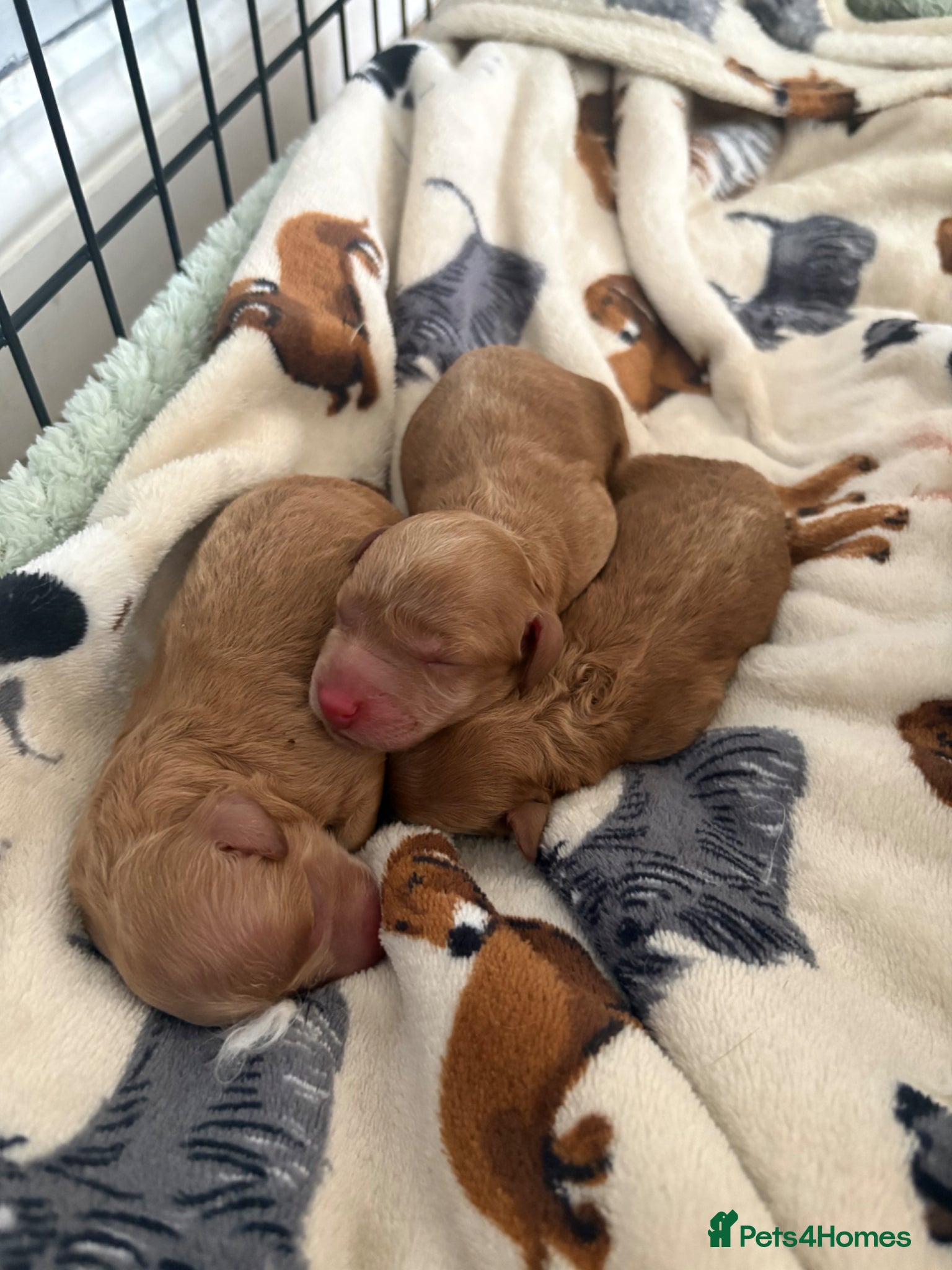 Miniature Poodle dogs for sale: Red Miniature poodle puppy’s 🐩🤍🐾 in Diss - Advert 14