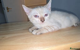 Bengal cats for sale: BLUE EYE SNOW BENGAL LYNC TICA ACTIVE - Image 28