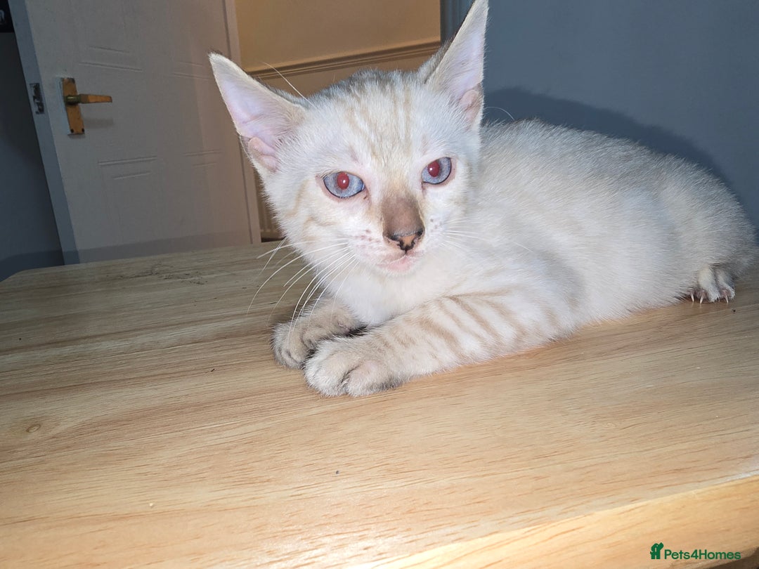 Bengal cats for sale: BLUE EYE SNOW BENGAL LYNC TICA ACTIVE - Image 28
