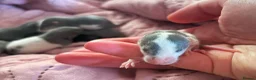 Rat rodents for sale: Beautiful siamese baby rats - Advert 13