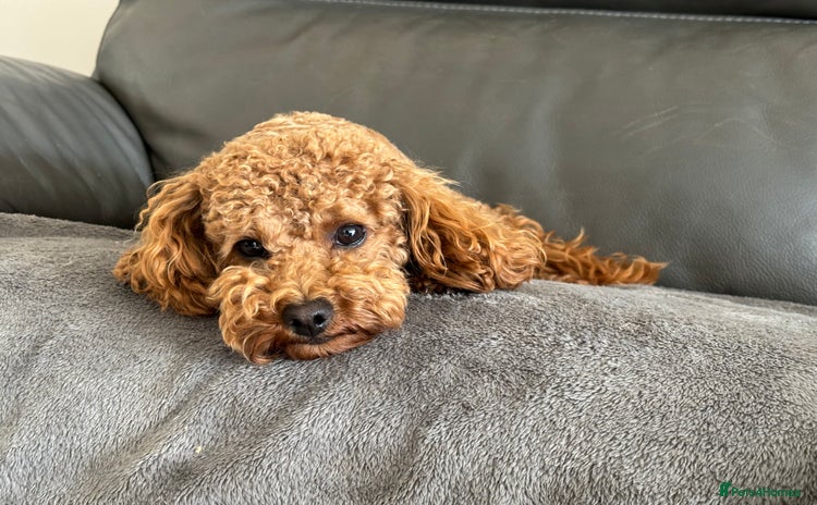 Toy Poodle dogs - Advert 13
