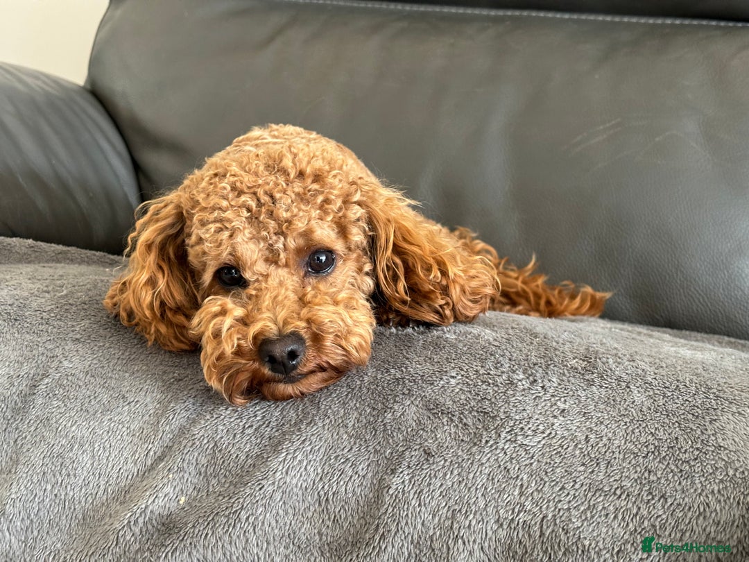 Toy Poodle dogs for sale: KC Toy Poodle Boy - Image 1