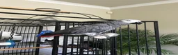 Parrots birds for sale: Click clock congo African Grey Parrots in Liverpool - Advert 4