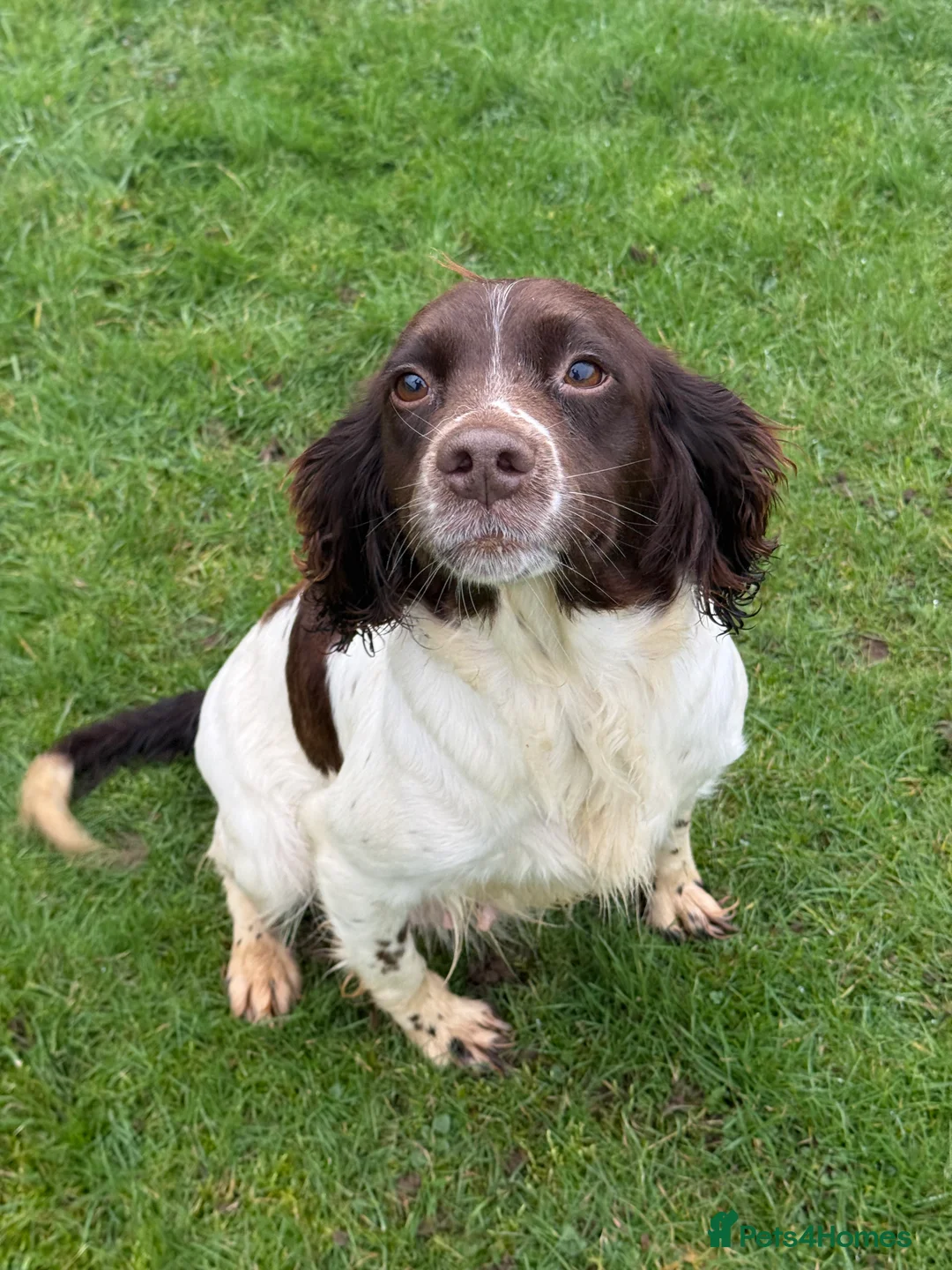 Sprocker dogs for sale: Stunning Sprocker puppies Cocker/Springer  - Advert 15