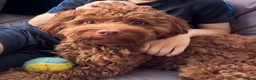 Cockapoo dogs for stud: F1 red cockapoo for stud in Reading - Advert 1