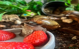 Snails invertebrates for sale: AFRICAN GIANT SNAILS FOR SALE! - Image 4