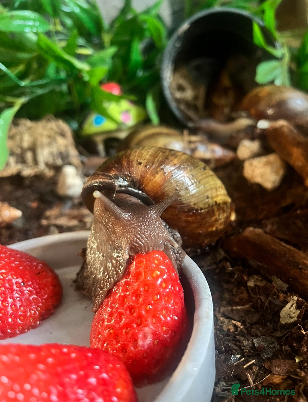 Snails invertebrates for sale: AFRICAN GIANT SNAILS FOR SALE! - Image 4