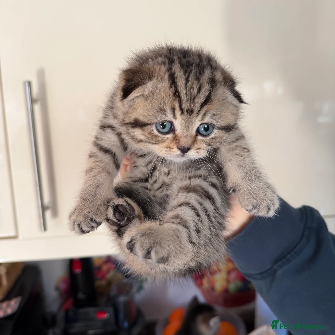Scottish Fold cats for sale: SCOTTISH FOLD & BRITISH SHORTHAIR  - Advert 7