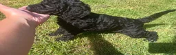 Standard Poodle dogs for sale: Two Beautiful Poodle Puppies left 🩷 - Advert 26