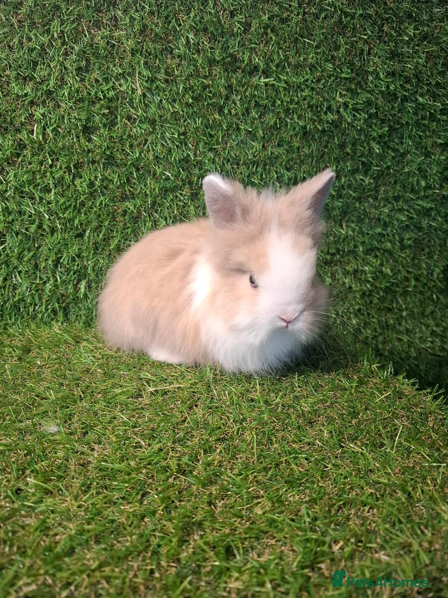 Lionhead rabbits for sale: LIONHEADS - Advert 1