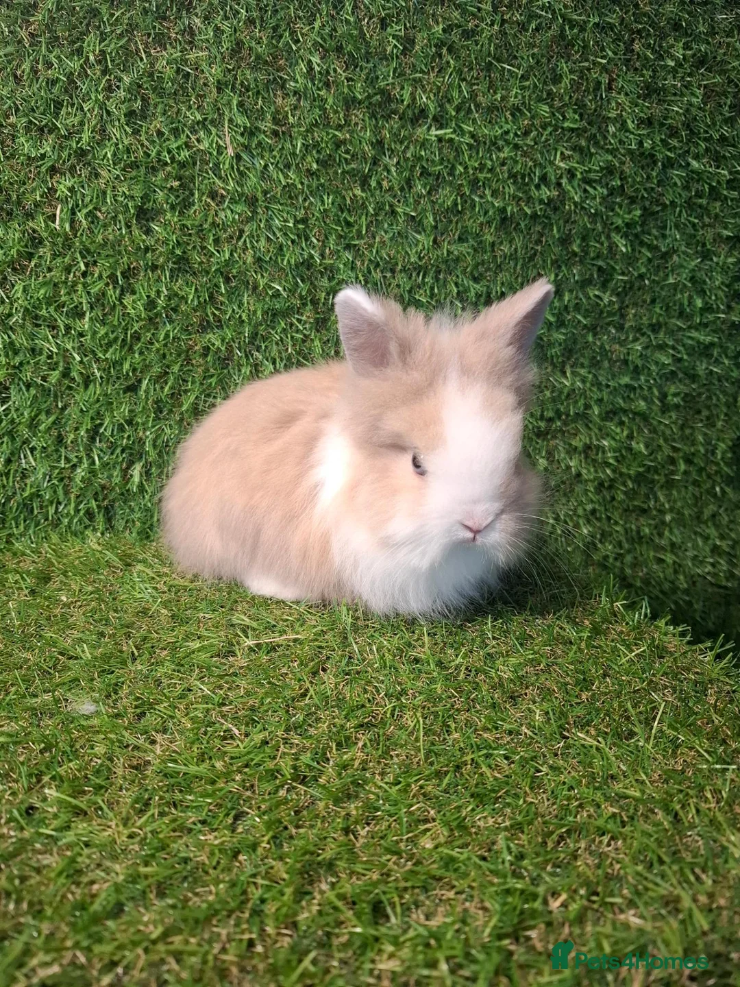 Lionhead rabbits for sale: LIONHEADS - Advert 1