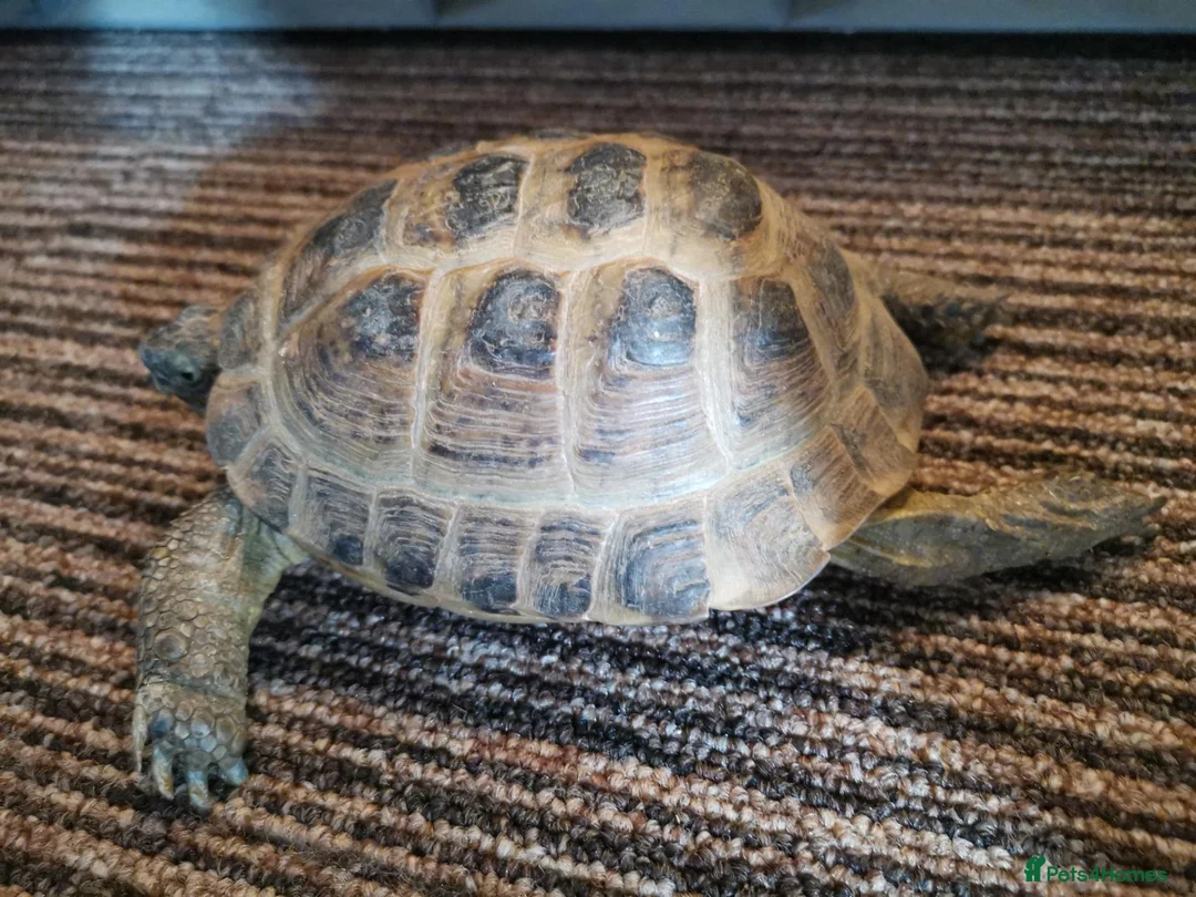 Tortoise reptiles for sale: Male Horsfield Tortoise  - Advert 2