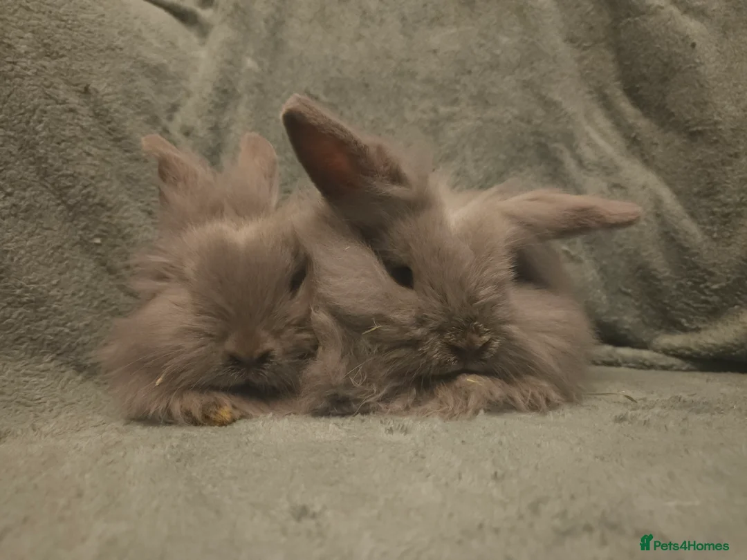 Lionhead rabbits for sale: 9 week old Blue Grey Smokey mini lion lop**2 Left - Advert 7