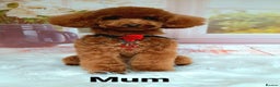 Toy Poodle dogs for sale: Red tiny Toy Poodles GIRLS  - Advert 2
