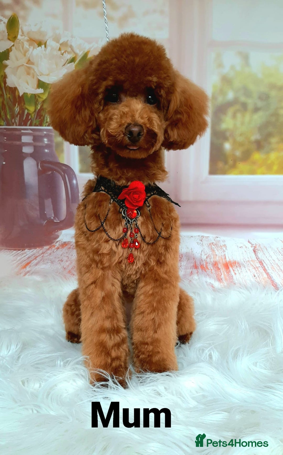 Toy Poodle dogs for sale: Red tiny Toy Poodles GIRLS  - Advert 2