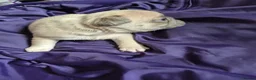 French Bulldog dogs for sale: French Bulldog Puppies in Nelson - Advert 27