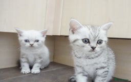 British Shorthair cats for sale: STUNNING British Shorthair Kittens Silver Tabbies - Image 8